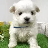 マルチーズ