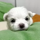マルチーズ