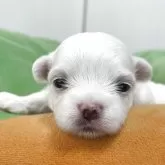 マルチーズ