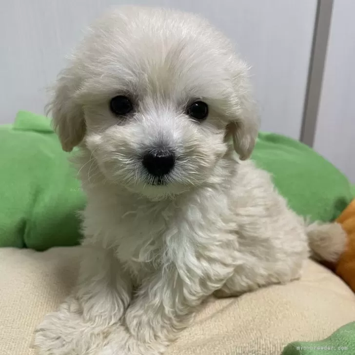 ID：2409-02017の子犬