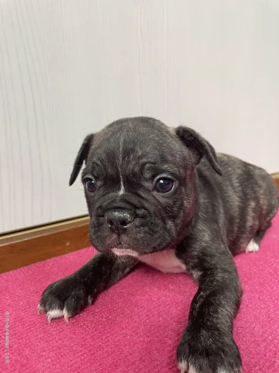ID:2112-00802の子犬