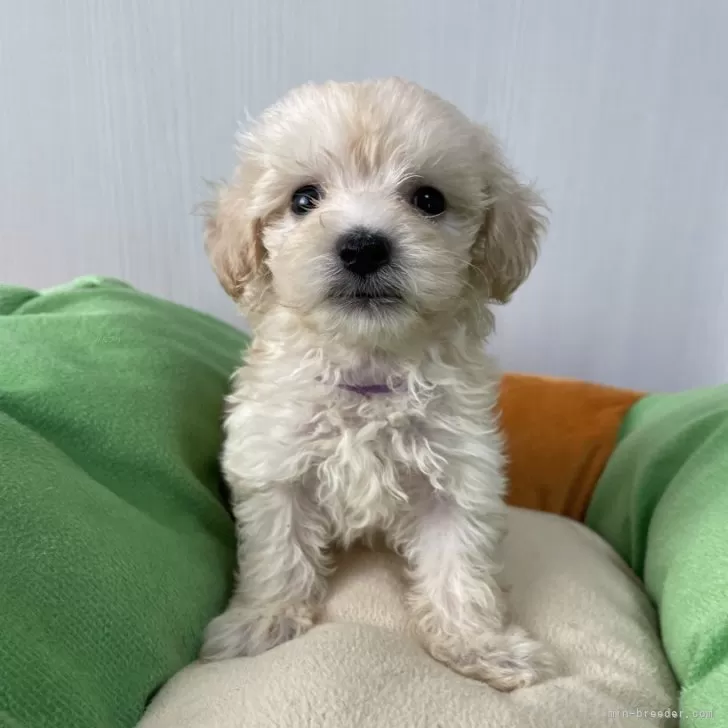 ID：2409-02012の子犬