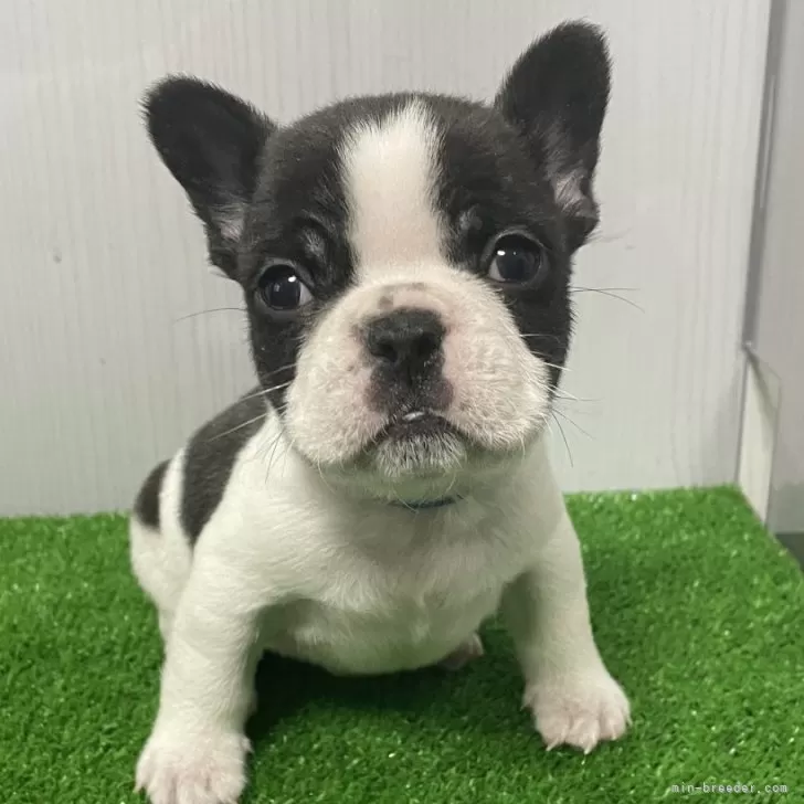 ID：2401-01349の子犬