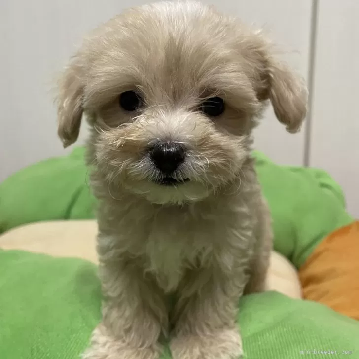 ID：2409-02016の子犬