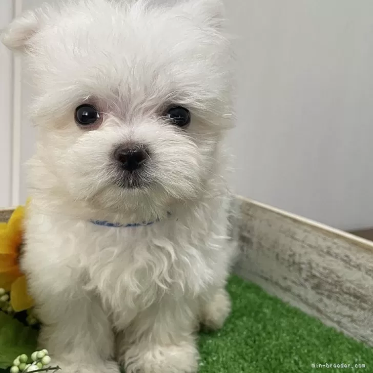 ID：2406-05763の子犬