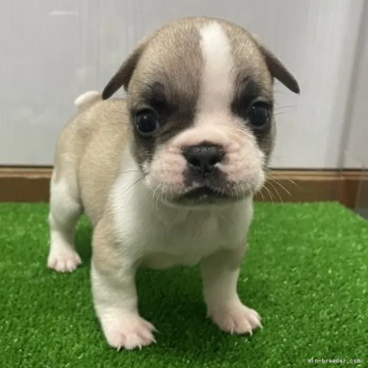 ID：2310-01389の子犬