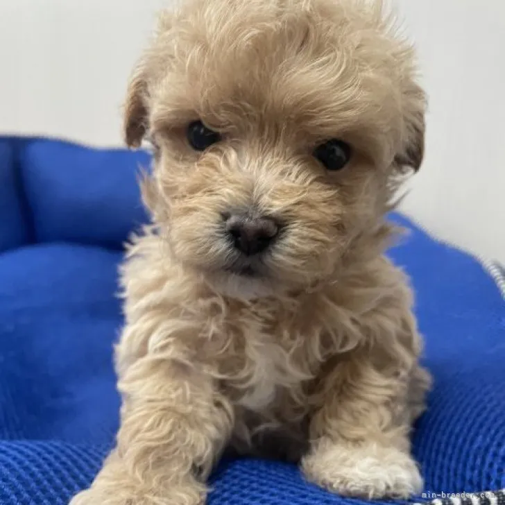 ID：2305-03919の子犬