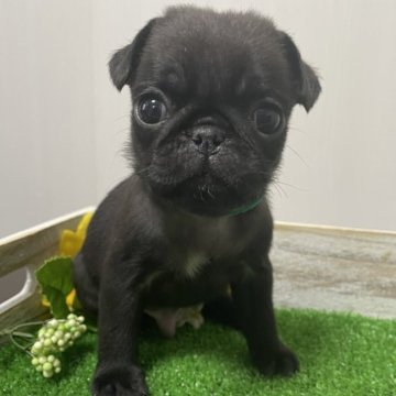 パグ【滋賀県・男の子・2024年2月19日・ブラック】の写真「小さくてかわいい顔の黒パグ君　緑」