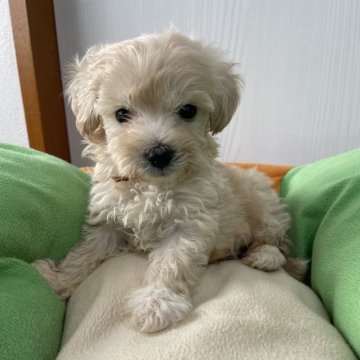 マルプー(マルチーズ×トイプードル)【滋賀県・男の子・2024年8月18日・クリーム】の写真「小さくて可愛いマルプーくん」