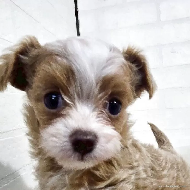ID：2504-04170の子犬