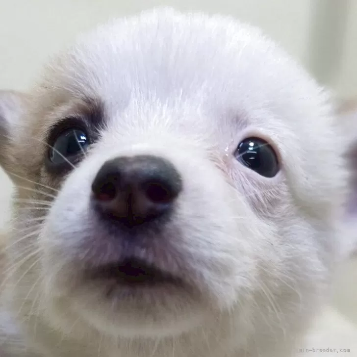 ID:2506-06720の子犬