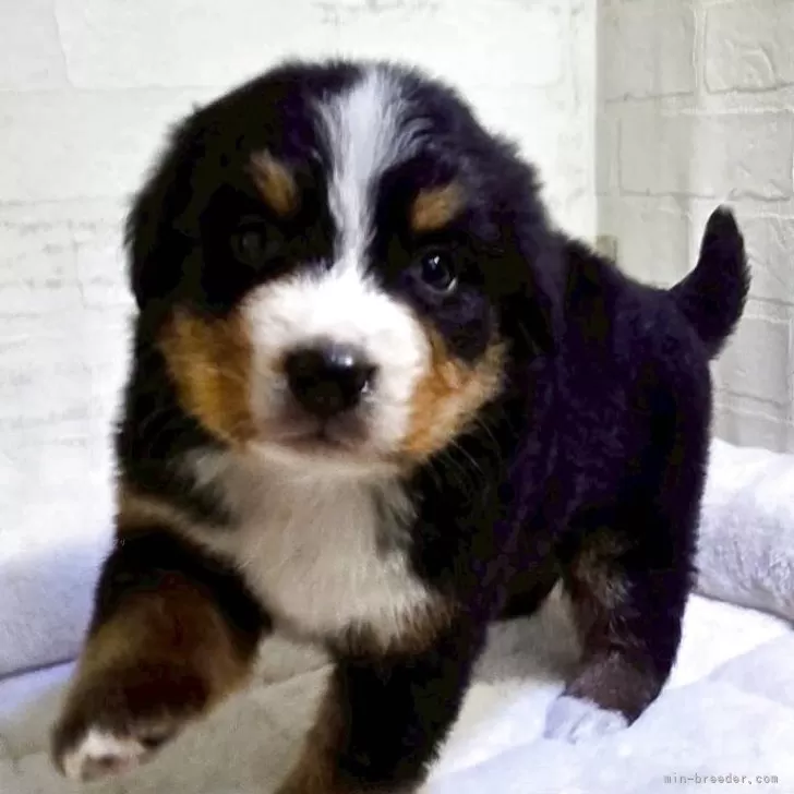 ID：2511-03000の子犬