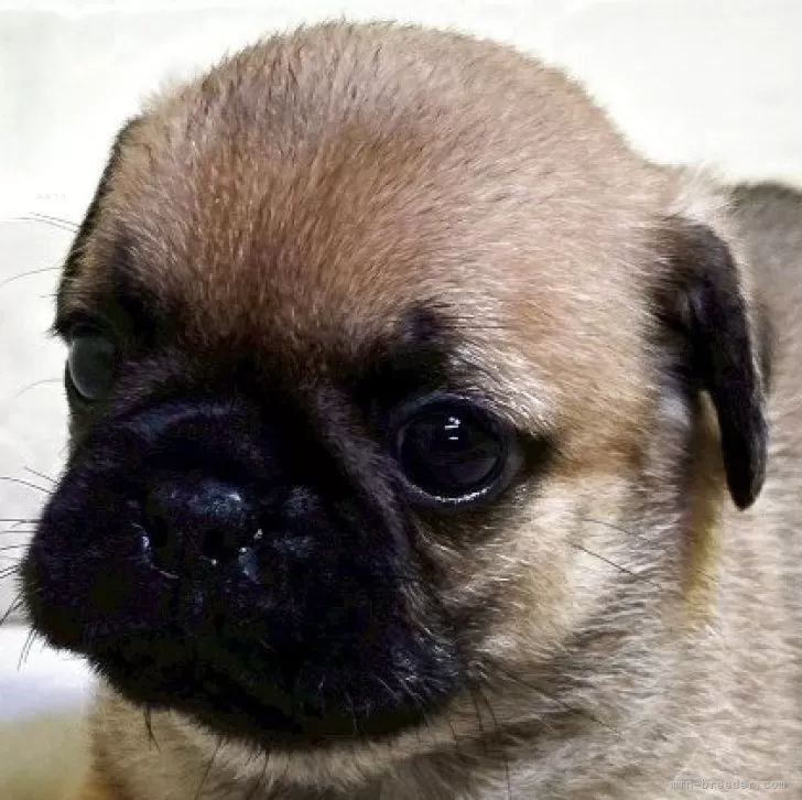 ID:2507-01780の子犬