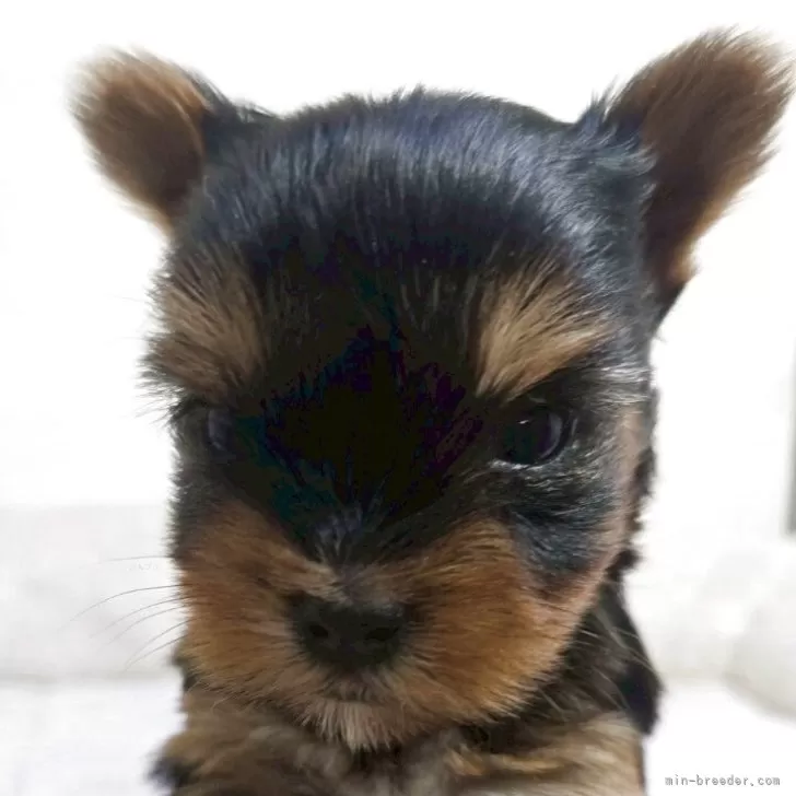 ID：2507-03833の子犬