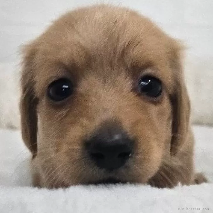 ID：2502-03962の子犬
