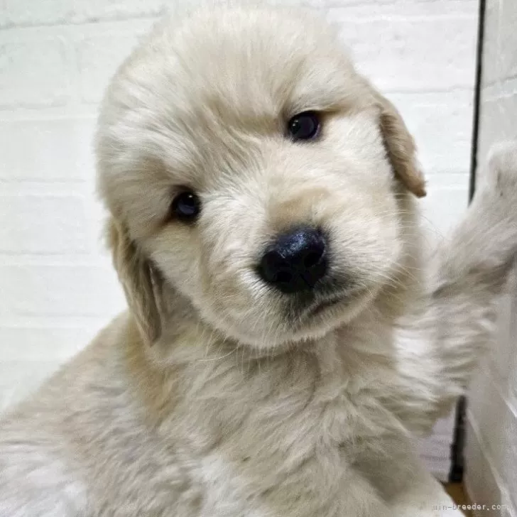 ID：2505-04332の子犬