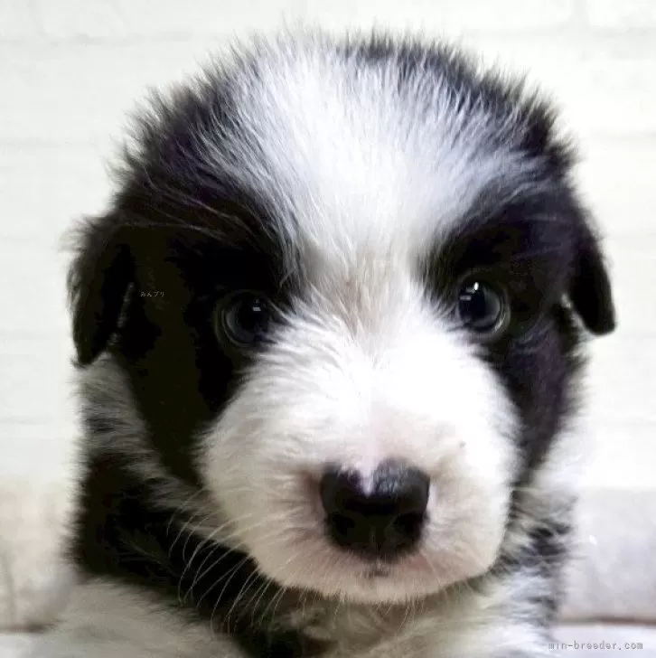 ちな 様のお迎えした子犬