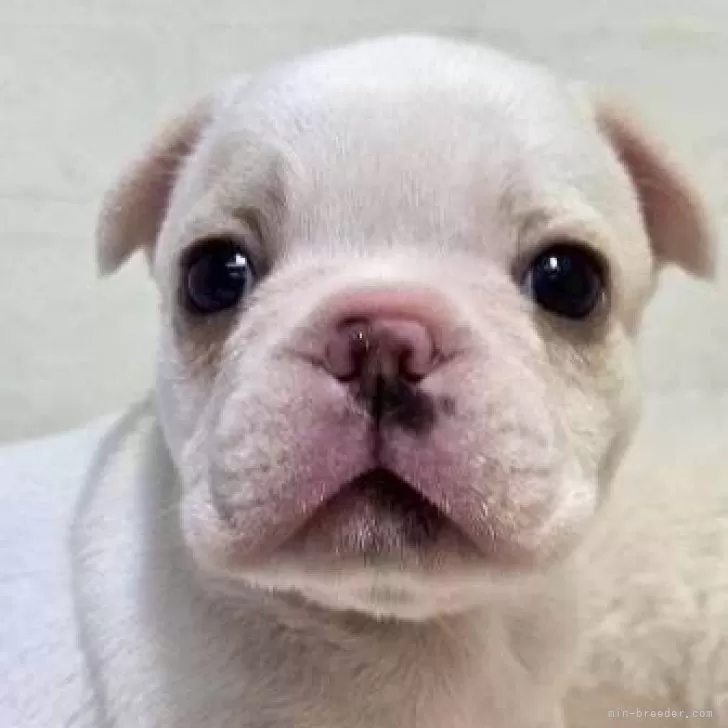 フレンチブルドッグ【新潟県・女の子・2025年9月15日・クリーム】の写真1