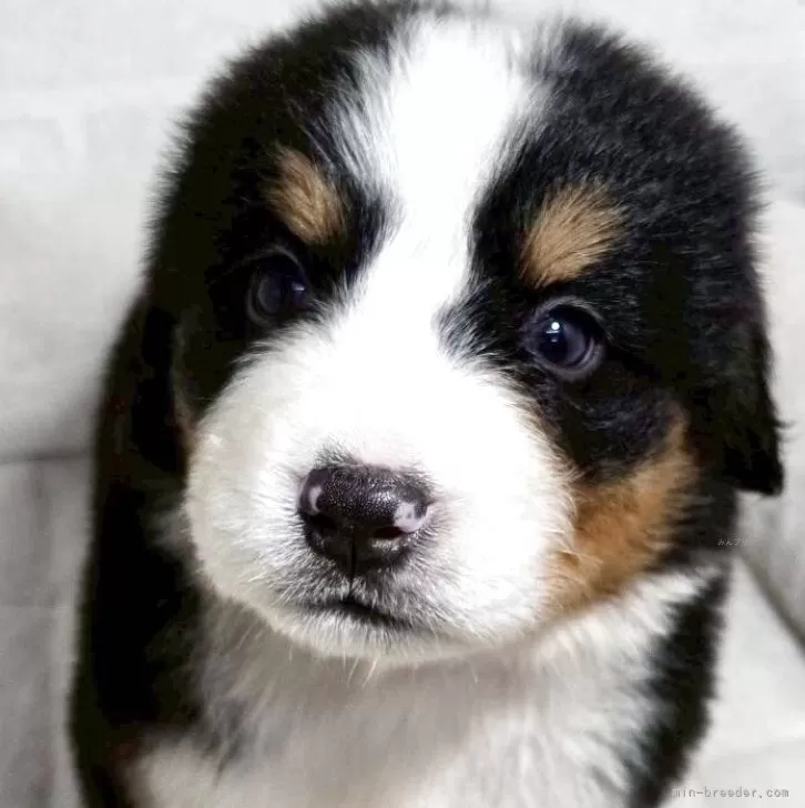 ID：2509-07622の子犬