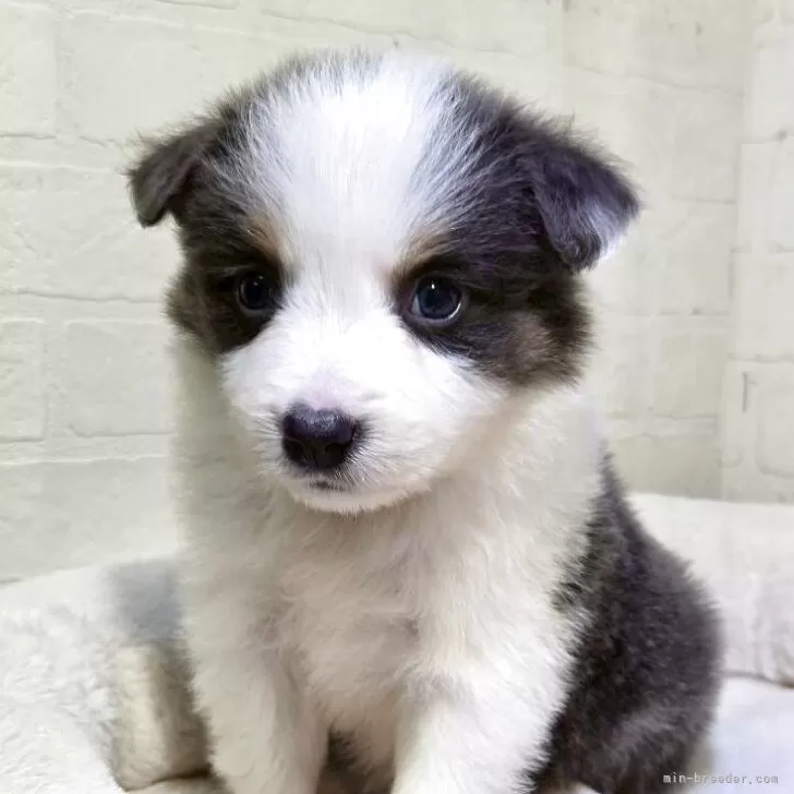 ボーダーコリー【新潟県・男の子・2025年9月30日・ブルー&amp;ホワイトタン】の写真1