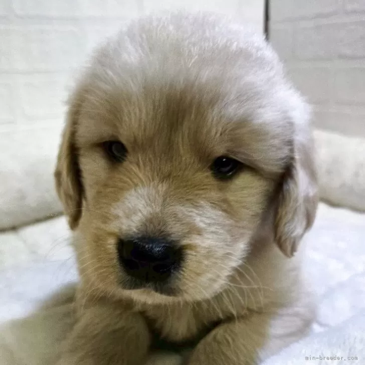 ID:2505-04333の子犬