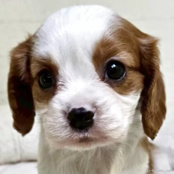 T.Y 様のお迎えした子犬