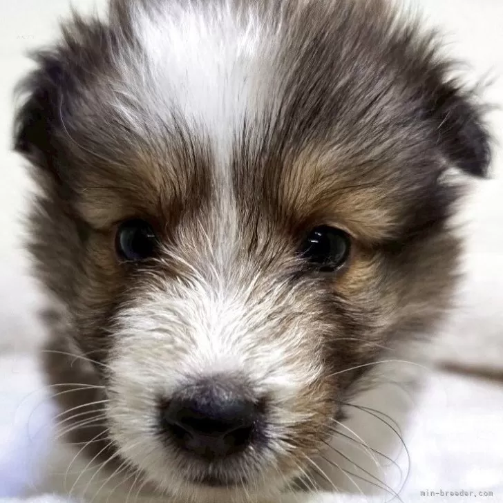 ID：2507-06977の子犬