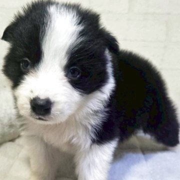 ボーダーコリー【新潟県・女の子・2026年1月25日・ブラック&ホワイト】の写真「少し早めの写真デビューです！発育順調！」