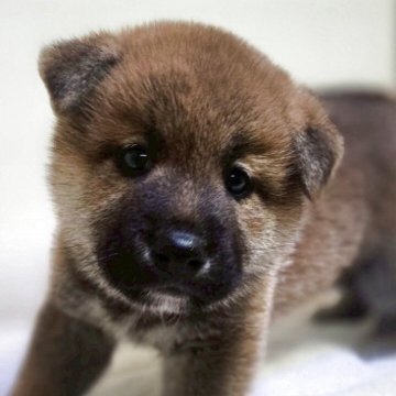 柴犬(標準サイズ)【新潟県・男の子・2025年6月2日・赤】の写真「愛嬌のある可愛い子です。」