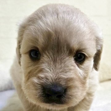 ゴールデンレトリバー【新潟県・女の子・2025年9月16日・ゴールデン】の写真「おっとりから活発な子まで元気に育っています！」