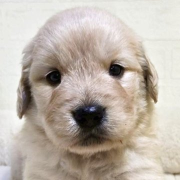 ゴールデンレトリバー【新潟県・男の子・2025年9月16日・ゴールデン】の写真「2匹の兄弟大きくおっとり育っていて明るめゴールド！」