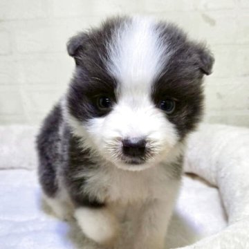 ボーダーコリー【新潟県・男の子・2025年9月30日・ブルー&ホワイト】の写真「7匹兄弟の1匹
キョトンとした表情に癒されます」