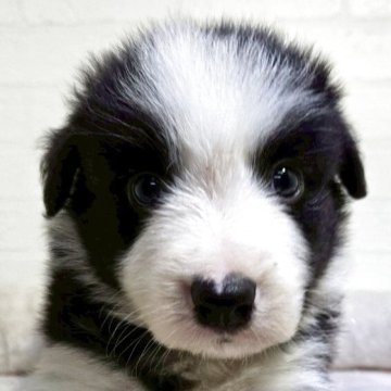 ボーダーコリー【新潟県・男の子・2025年4月26日・ブラック&ホワイト】の写真「愛嬌のある可愛い子です！」