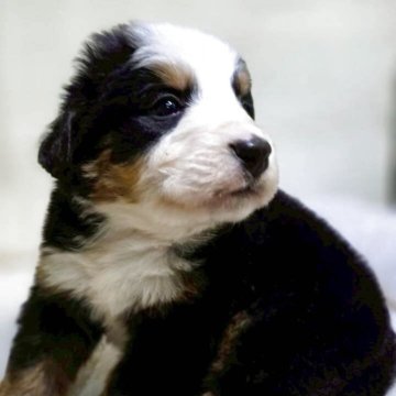 バーニーズ・マウンテン・ドッグ【新潟県・男の子・2025年9月26日・ブラックラスト&ホワイト】の写真「とても甘えん坊で人が大好きな犬種です！」