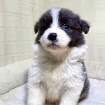 ボーダーコリー【新潟県・女の子・2025年9月30日・ブルー&ホワイト】の写真「7匹兄弟の1匹
優しいお顔立ちの女の子」