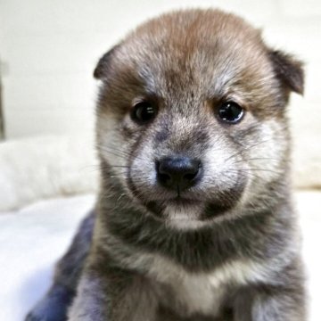 柴犬(標準サイズ)【新潟県・男の子・2025年6月18日・赤】の写真「愛嬌のある可愛い子です。」