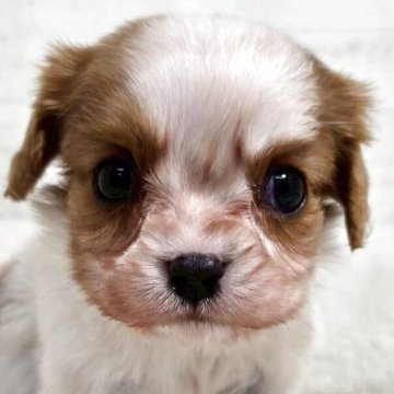 キャバリア【新潟県・男の子・2025年8月31日・ブレインハイム】の写真「一人っ子で甘えん坊！お母さんになめらて育ちました！」