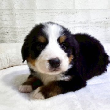 バーニーズ・マウンテン・ドッグ【新潟県・女の子・2025年9月26日・ブラックラスト&ホワイト】の写真「とても甘えん坊
人と一緒が大好き」