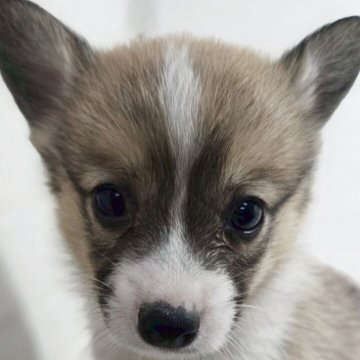 ウェルシュ・コーギー・ペンブローク【新潟県・男の子・2025年5月1日・レッド&ホワイト】の写真「愛嬌のある可愛い子です！」