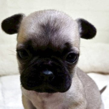 ミックス(パグ×フレンチブルドッグ)【新潟県・男の子・2025年10月17日・フォーン】の写真「少し早めの写真掲載！
両親犬の良い所取り🩷」