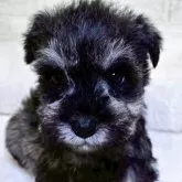 ミニチュアシュナウザー【新潟県・男の子・2025年8月21日・ソルト&ペッパー】の写真1