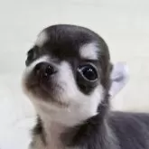 チワワ(ロング)