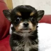 チワワ(ロング)