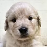 ゴールデンレトリバー【新潟県・男の子・2025年9月16日・ゴールデン】の写真1