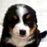 バーニーズ・マウンテン・ドッグ