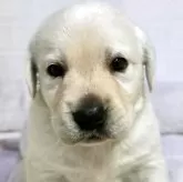 ラブラドールレトリバー【新潟県・女の子・2025年7月30日・イエロー】の写真1