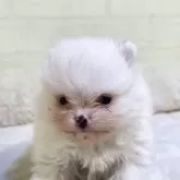 ポメラニアン