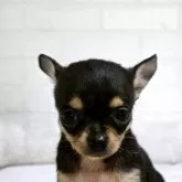 チワワ(ロング)