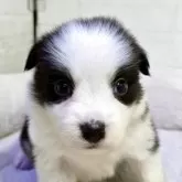 ボーダーコリー