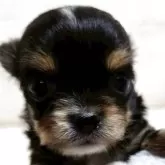 チワワ(ロング)